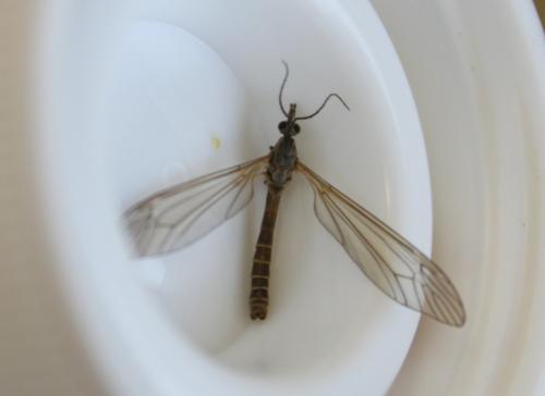 Réf. 217 594 : Tipula pagana